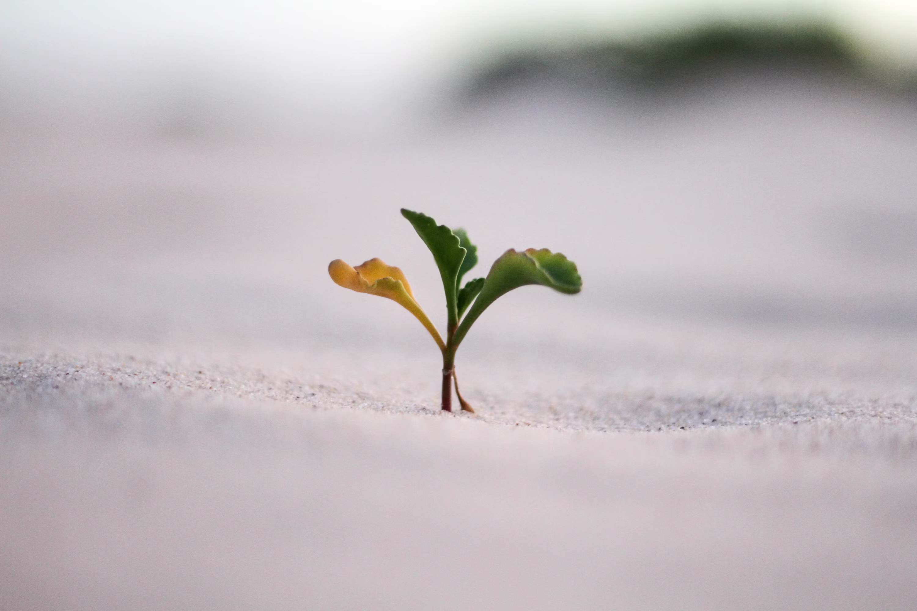 Growth Strategy